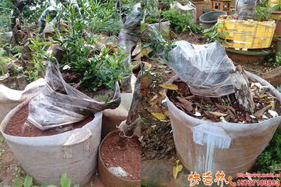 老樁生根 園林綠化中的關(guān)鍵技術(shù)與實(shí)踐